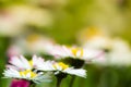 Nice daisies in sunny spring meadow Royalty Free Stock Photo