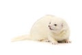 Nice dark eyed white ferret on white background posing for portrait in studio Royalty Free Stock Photo