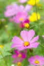 The nice day and nice flowers cosmos colorful on field pink flowers daisy flowers nature garden