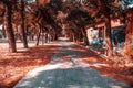 Nice day in Thessaloniki the trees and the plants are falling their leaves and the forest is so peaceful to walk Royalty Free Stock Photo