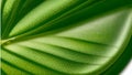 Nice decorative background with the detail of a leaf