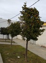 Nice decorative bush in a garden