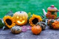 A nice decorative pumpkins on rustic background