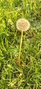 A nice dendalion in the sunny day Royalty Free Stock Photo