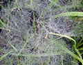 Beautiful spider net with morning dew, Lithuania Royalty Free Stock Photo