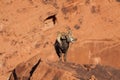 Nice Desert Bighorn Sheep Ram Royalty Free Stock Photo