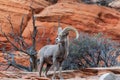 Nice Desert Bighorn Sheep Ram in Red Rocks Royalty Free Stock Photo