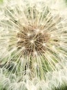 Nice detailed closeup  macro view of textured amazing dry red-seeded dandelion in garden, fauna and flora Royalty Free Stock Photo