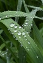 Nice detailed closeup  macro view of textured beautiful clear water dew droplets on fresh green grass leafs Royalty Free Stock Photo