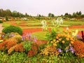 Beautiful different shape and colors flowers in Rundale park, Latvia