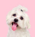 Nice dog with a funny pigtail Royalty Free Stock Photo