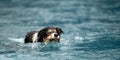 Nice dog in the low water in the lake - border collie Royalty Free Stock Photo