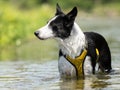 Nice dog in the low water in the lake - border collie Royalty Free Stock Photo