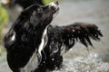 Nice dog in the low water in the lake - border collie Royalty Free Stock Photo