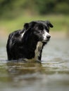Nice dog in the low water in the lake - border collie Royalty Free Stock Photo