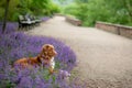 Dog in the park near clubs with flowers. Nova Scotia Duck Tolling Retriever in lavender. Pet in nature Royalty Free Stock Photo