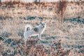 Small dog in nature. Fluffy white dog on the field Royalty Free Stock Photo
