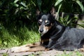 Nice dog relax on sun. sleepy tired puppy. black pincher breed. pet doctor for you. vet hospital. dog lie outdoor in summer