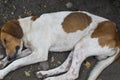 Sleeping poor dog Royalty Free Stock Photo