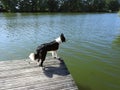 Beautiful dog on pier near river, Lithuania