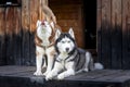 Nice dogs. Siberian huskies rest in the countryside. Red dog stretches, black-and-white husky stretched paws.