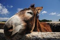 Nice Donkey Royalty Free Stock Photo