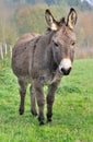A nice donkey Royalty Free Stock Photo