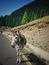 Nice donkey on the streett Royalty Free Stock Photo