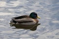 Nice duck with green head on the blue water