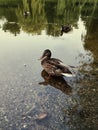 Nice duck on the lake with reflection