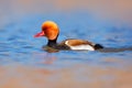 Nice duck with rusty head in blue water. Evening sun in the lake, France. Beautiful bird in the river surface. Wildlife nature. Re Royalty Free Stock Photo