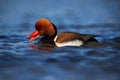 Nice duck with rusty head Red-crested Pochard, Netta rufina, floating on dark water surface