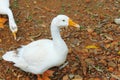 White bird duck walking yellow orange beak