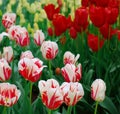 Nice dutch tulips