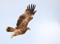 Nice eagle takeoff Royalty Free Stock Photo