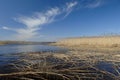 Nice early spring day on the lake. Yellow Reeds in the water under blue sky Royalty Free Stock Photo