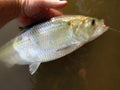 Nice Evening American Shad Royalty Free Stock Photo