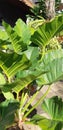 Caladium tree nice and exotic Royalty Free Stock Photo