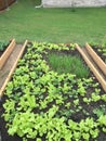 Nice family vegetable garden in the yard