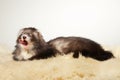 Nice female angora ferret laying on fur in studio