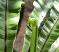 Nice fern growth with sun light, Close up shot Royalty Free Stock Photo