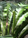 Nice fern growth with sun light, Close up shot Royalty Free Stock Photo