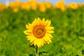 A nice field of yellow sunflower. Beautiful summer nature background