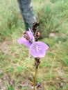 Nice flower at fields