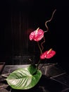 nice flower red anthurium