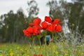 nice flower and red nice morning we lucky realy