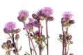 Isolated Cirsium canadensis - Noxious Plants Royalty Free Stock Photo