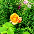 Yellow rose. Flowers in the garden, in a sunny day. Great landscape Royalty Free Stock Photo