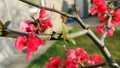 Nice flowers and little bee onthe tree