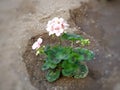 Nice flowers planted in the garden